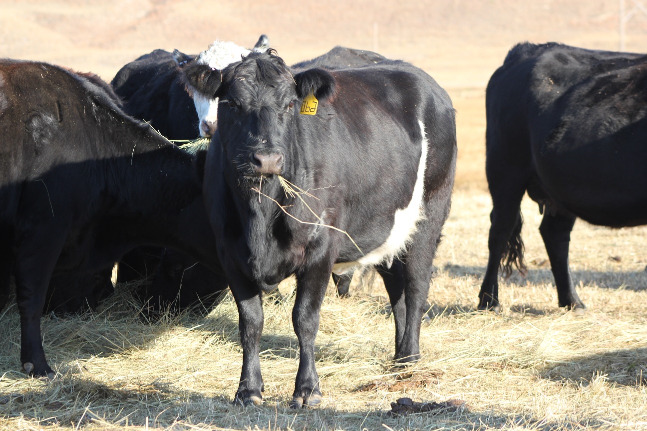 Improving The Bottom Line Of Breeding Three State Beef Conference